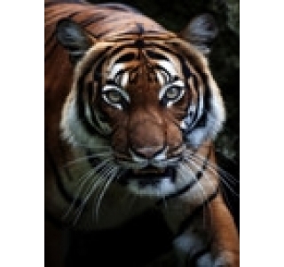 Газ.колонка с трубой TR 20 -TIGER TURBO